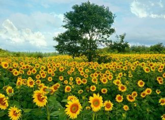 Vườn hoa hướng dương: Điểm sống ảo cực chất tại Sài Gòn Vườn hoa hướng dương: Điểm sống ảo cực chất tại Sài Gòn